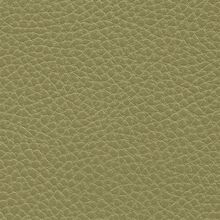 Macadamia 620