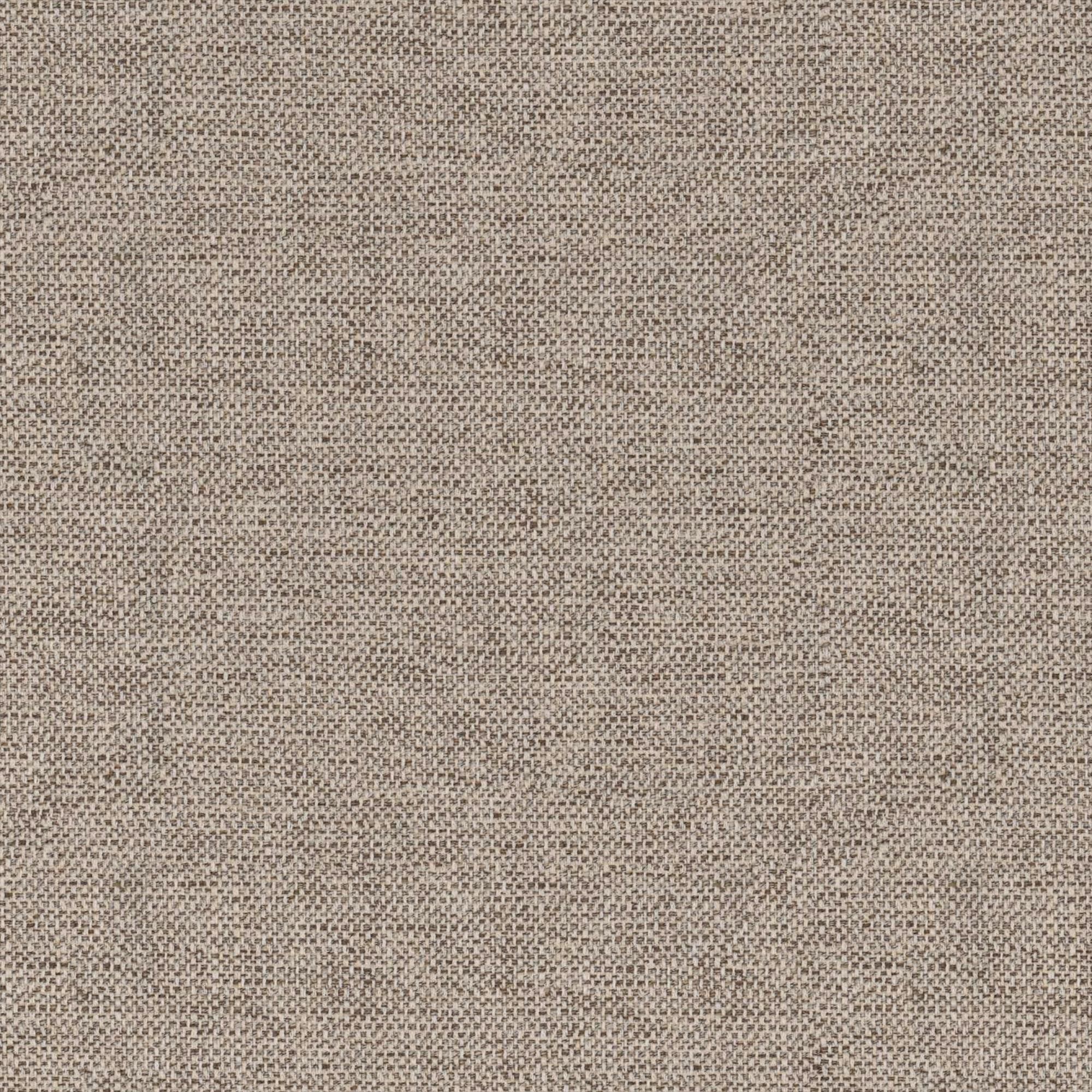Campanula medium beige 025