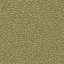 Macadamia thyme green 620
