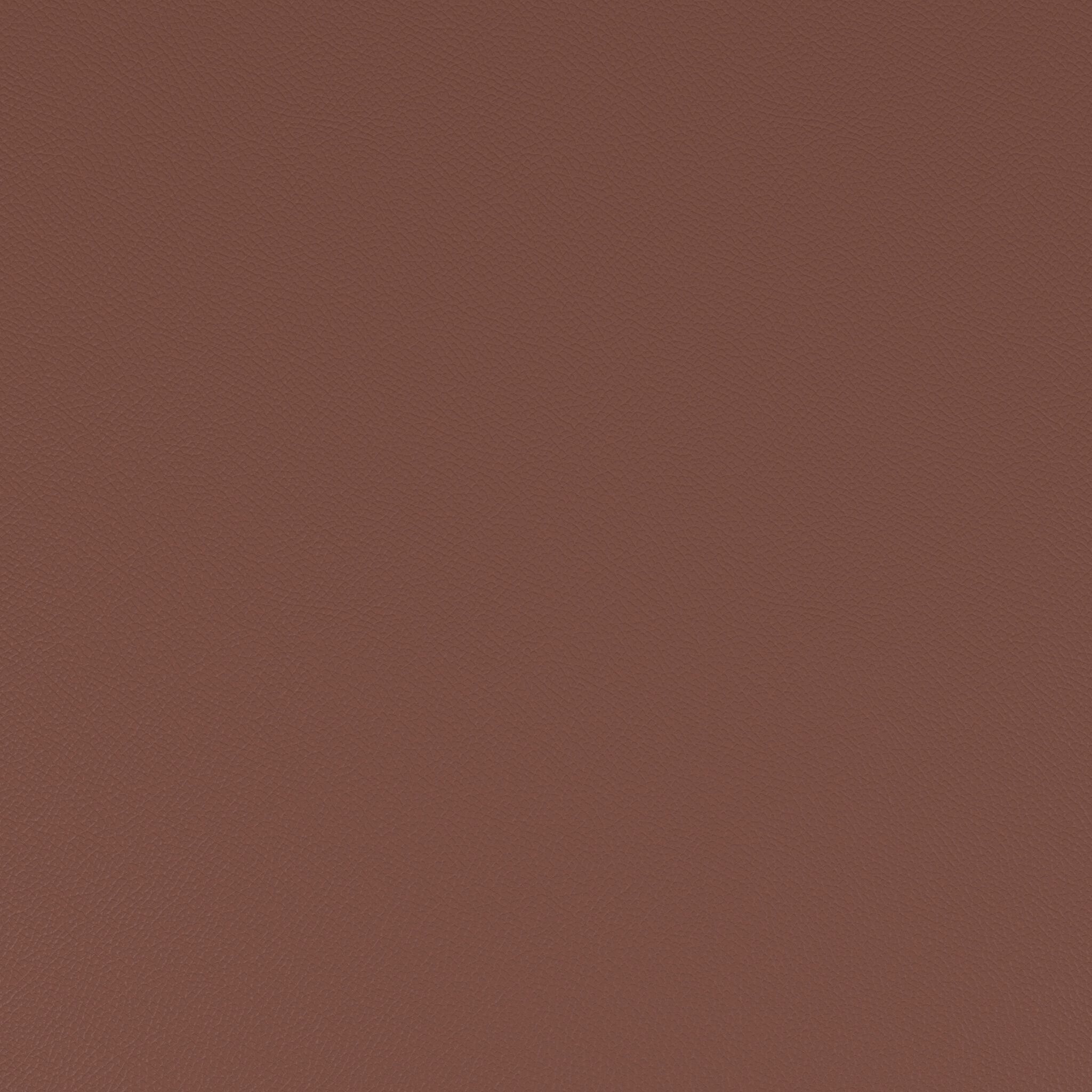 Macadamia 753