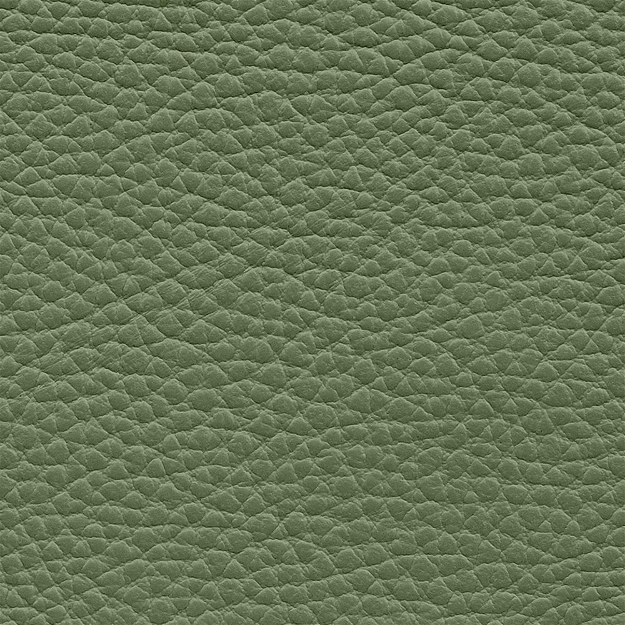 Macadamia 622