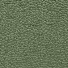 Macadamia 622