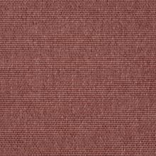 CALLISIA-PINK-495