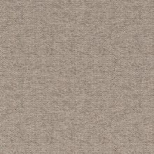 CAMPANULA-MEDIUM-BEIGE-025